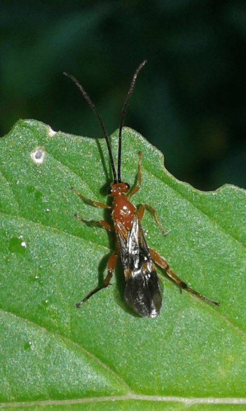 Braconidae : Cremnops desertor? S